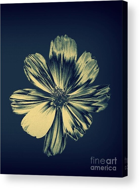 Modern Acrylic Print featuring the photograph Metallic Spring Bloom by Alex Blaha