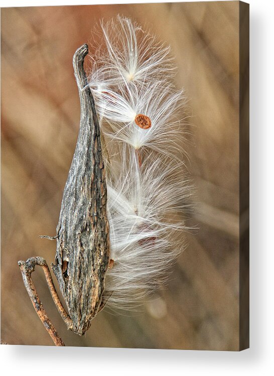 Nature Acrylic Print featuring the photograph Milkweed Pod and Seeds by William Selander