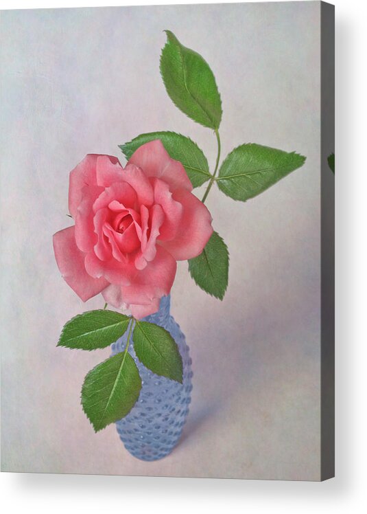 Miniature Rose Acrylic Print featuring the photograph Miniature Rose III by David and Carol Kelly
