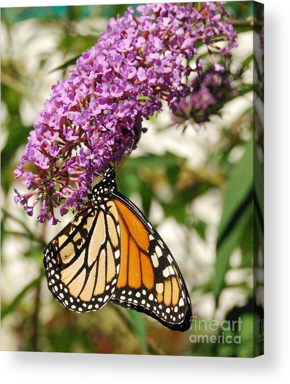 Monarch Butterfly Acrylic Print featuring the photograph Monarch Visits New England by Eunice Miller