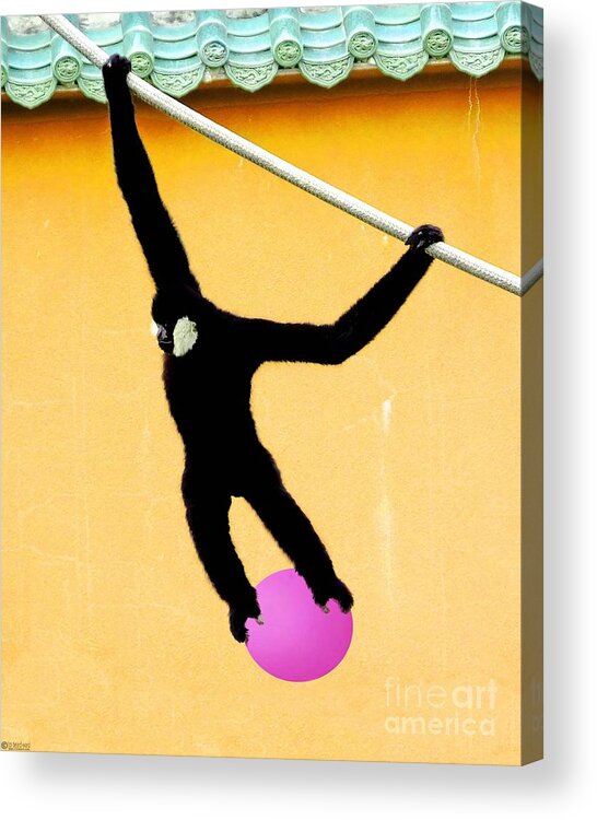 Zoo Acrylic Print featuring the photograph Monkey Ball by Lizi Beard-Ward