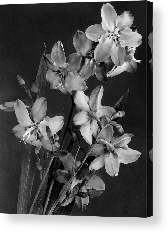 Flowers Acrylic Print featuring the photograph Montbretia Blossoms by J. Horace McFarland