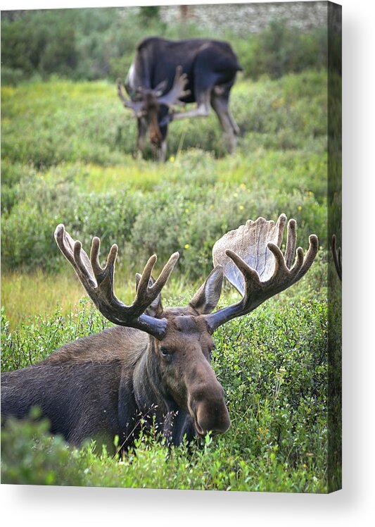 Animal Themes Acrylic Print featuring the photograph Moose by William D. Bowman