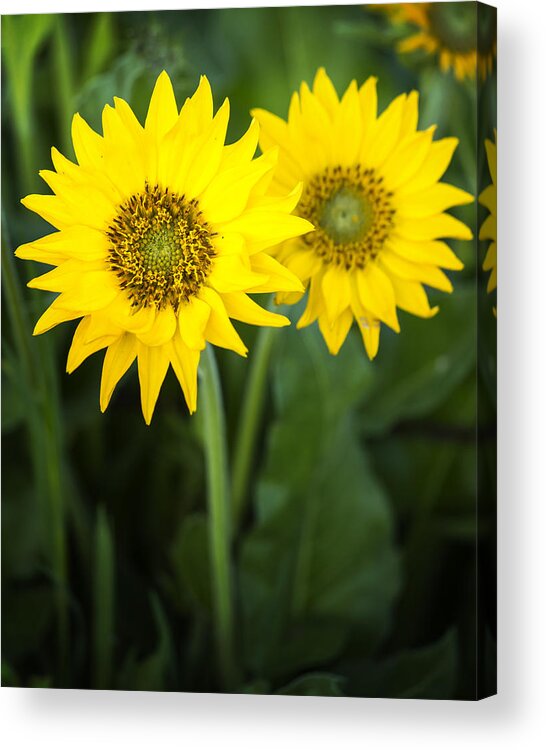 Canon Acrylic Print featuring the photograph Morning Balsamroot by Jon Ares