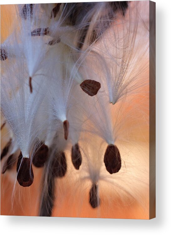 Closeup Acrylic Print featuring the photograph Morning Macro by Leigh Grundy