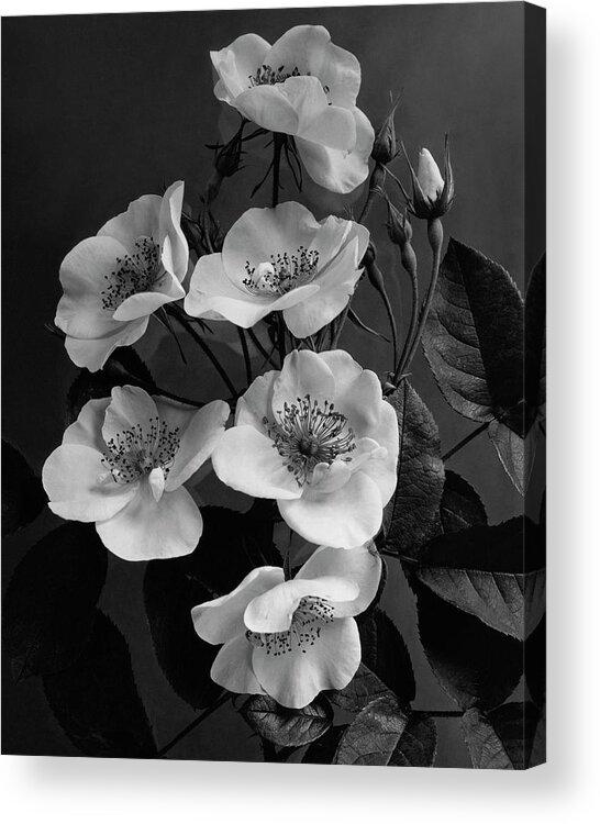 Flowers Acrylic Print featuring the photograph Moschata Alba by J. Horace McFarland