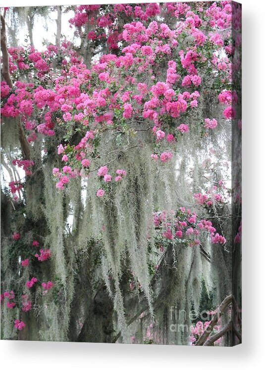 Crepe Myrtle Acrylic Print featuring the photograph Moss Draped Crepe Myrtle Capitol Park Baton Rouge Louisiana by Lizi Beard-Ward