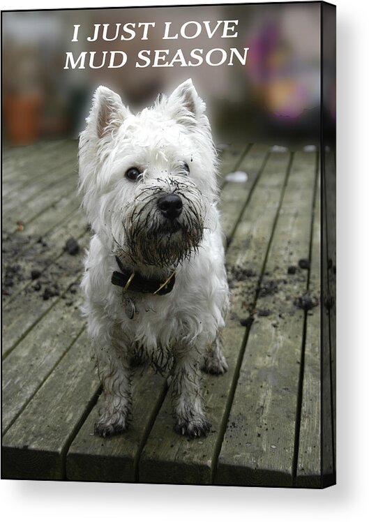 Muddy Dog Acrylic Print featuring the photograph Mud Season by Geraldine Alexander