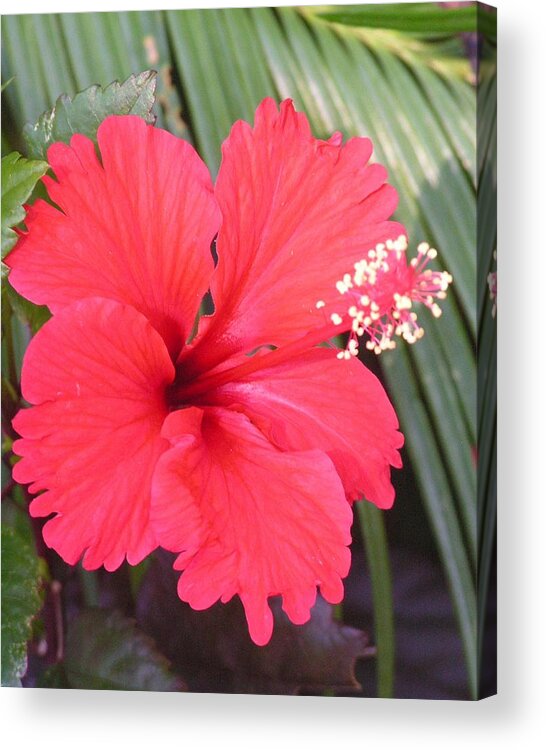 Flower Acrylic Print featuring the photograph My Favorite Red Garden Friend by Annika Farmer