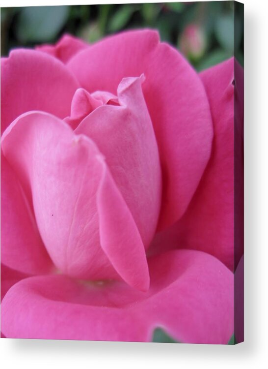 Pink Acrylic Print featuring the photograph My Rose by Cynthia Clark