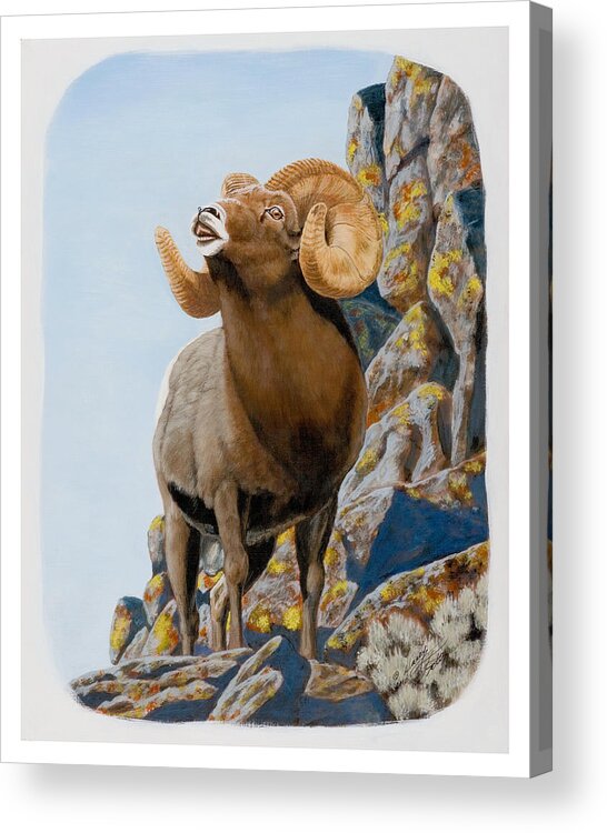 Nevada Acrylic Print featuring the painting Nevada Rocky Mountain Bighorn by Darcy Tate