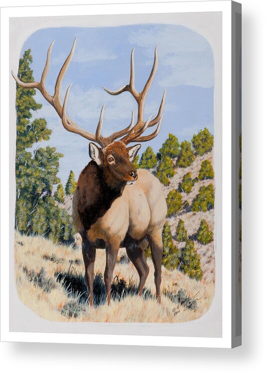 Nevada Acrylic Print featuring the painting Nevada Typical Elk by Darcy Tate