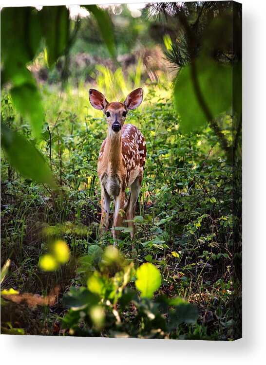 Whitetail Fawn Acrylic Print featuring the photograph Newborn Fawn by Michael Dougherty