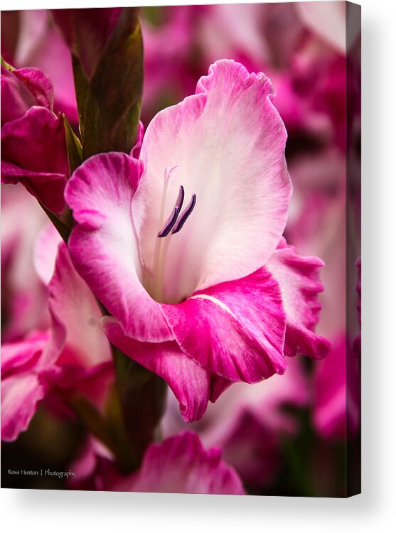 Pink Acrylic Print featuring the photograph No Words by Ross Henton