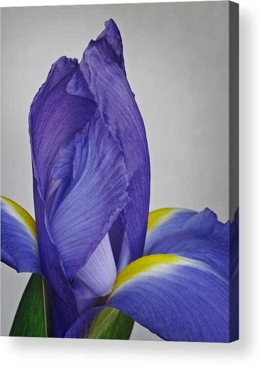 Bloom Acrylic Print featuring the photograph Dutch Iris by David and Carol Kelly