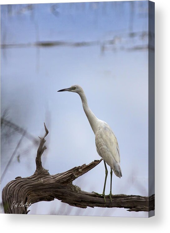 Beaufort County Acrylic Print featuring the photograph Not Blue Yet by Phill Doherty