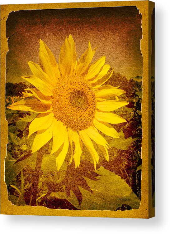 Flower Acrylic Print featuring the photograph Of Sunflowers Past by Bob Orsillo