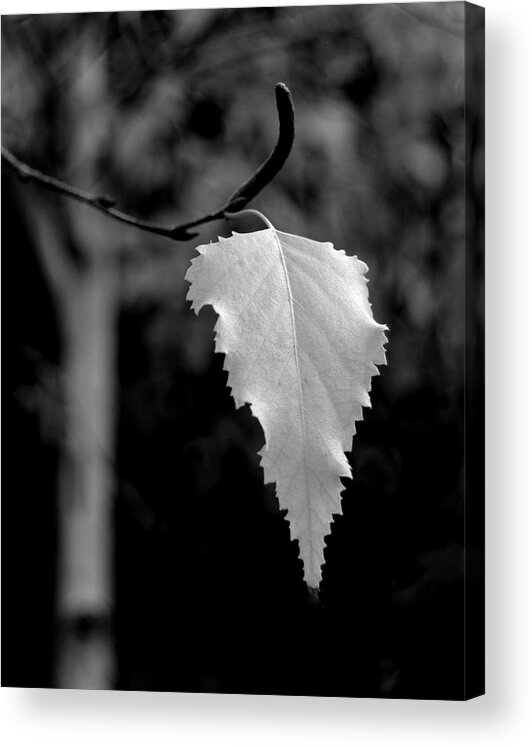 Blacks Acrylic Print featuring the photograph One by Steven Milner