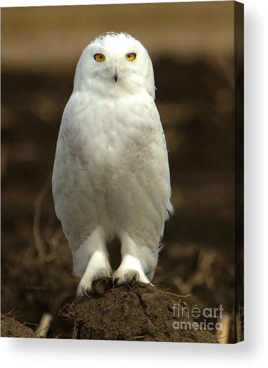 Snowy Owl Acrylic Print featuring the photograph Only winter is missing by Heather King