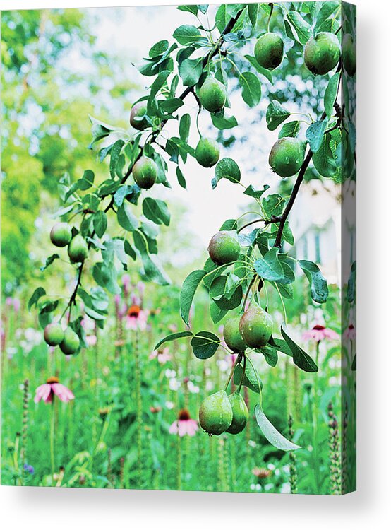 No People Acrylic Print featuring the photograph Organic Fruits Hanging On Branch by Scott Frances