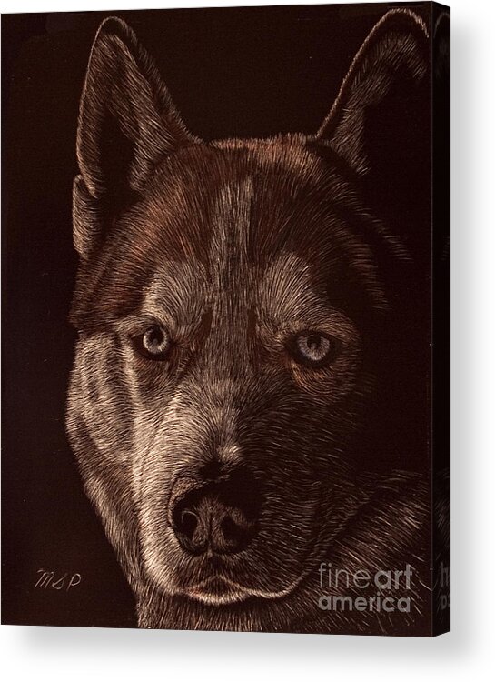 Dog Acrylic Print featuring the drawing Out of the darkness Portrait of a Husky by Margaret Sarah Pardy