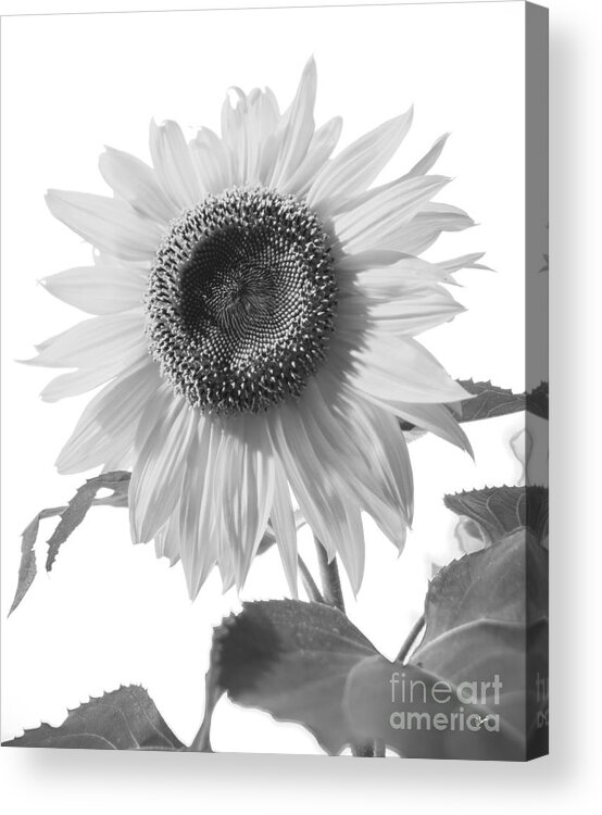 Bee Acrylic Print featuring the photograph Over Looking the Garden by Alana Ranney