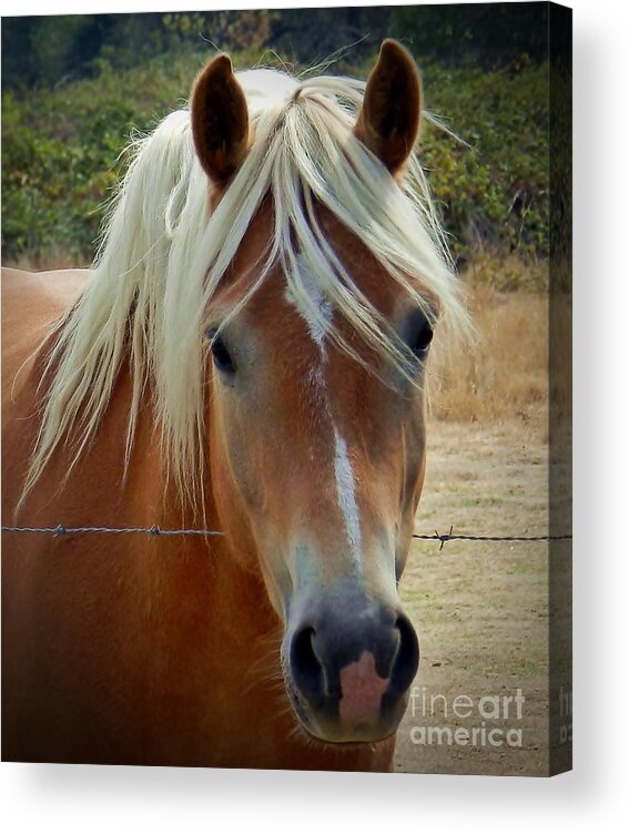 Animal Acrylic Print featuring the photograph Pal Curly by Julia Hassett