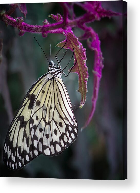 Shirley Mitchell Acrylic Print featuring the photograph Paper Kite  by Shirley Mitchell