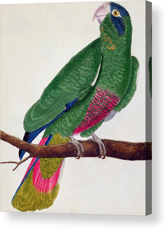 Bird Acrylic Print featuring the painting Parrot by Francois Nicolas Martinet
