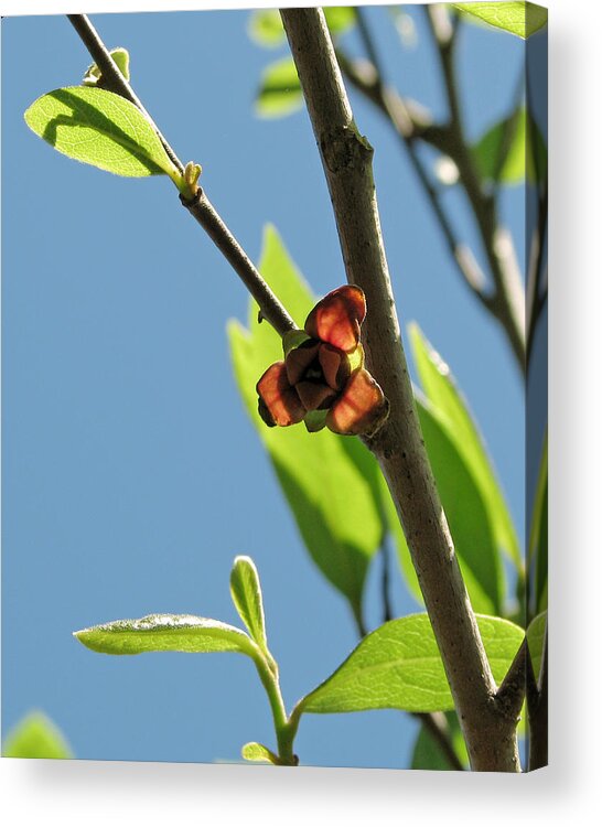 Nature Acrylic Print featuring the photograph Pawpaw Blossom by Peggy Urban