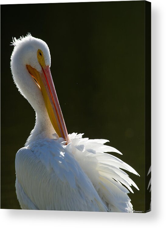 Pelicans Acrylic Print featuring the photograph Pelican Preening by Avian Resources