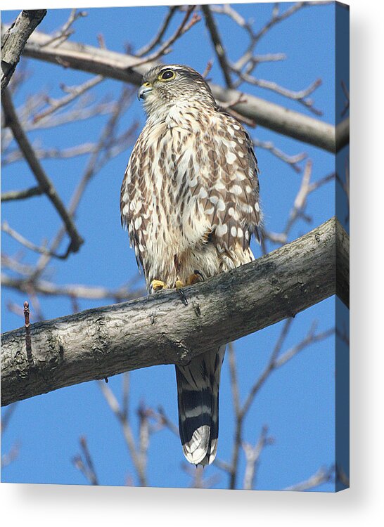 Wildlife Acrylic Print featuring the photograph Perched Merlin by William Selander