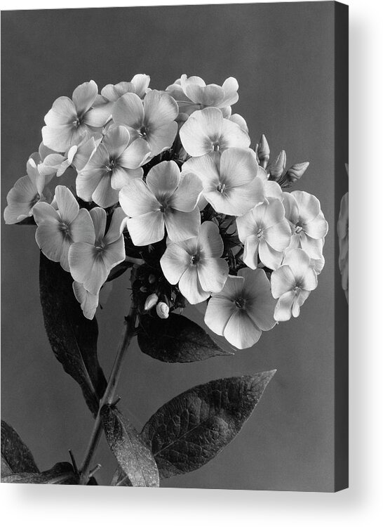 Flowers Acrylic Print featuring the photograph Phlox Blossoms by J. Horace McFarland