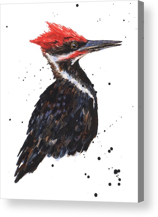 Pileated Woodpecker Watercolor Acrylic Print By Alison Fennell