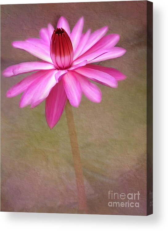 Altered. Enhanced Acrylic Print featuring the photograph Pink Arabesque by Sabrina L Ryan