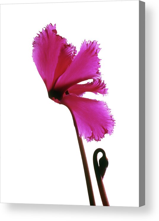 Cyclamen Sp. Acrylic Print featuring the photograph Pink Cyclamen Flower by Phil Jude/science Photo Library