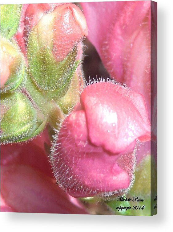Pink Flower Acrylic Print featuring the photograph Pink Paradise 2 by Michele Penn