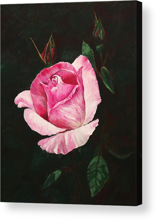 Flowers Acrylic Print featuring the painting Pink Rose by Masha Batkova