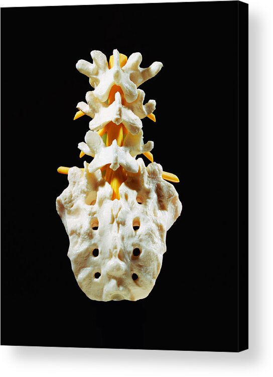 Artificial Acrylic Print featuring the photograph Plastic sacrum, coccyx and lumbar spine model, close-up, rear view by Silvia Otte