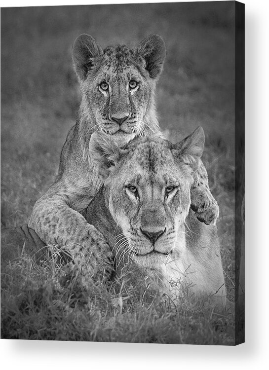 Lion Acrylic Print featuring the photograph Playtime With Mama! by Ali Khataw