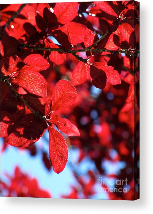 Cml Brown Acrylic Print featuring the photograph Plum Tree Cloudy Blue Sky 2 by CML Brown