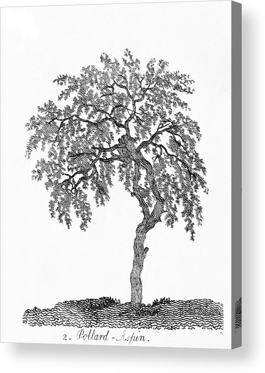 Pollarded Aspen Tree Acrylic Print by Natural History Museum,  London/science Photo Library - Science Photo Gallery