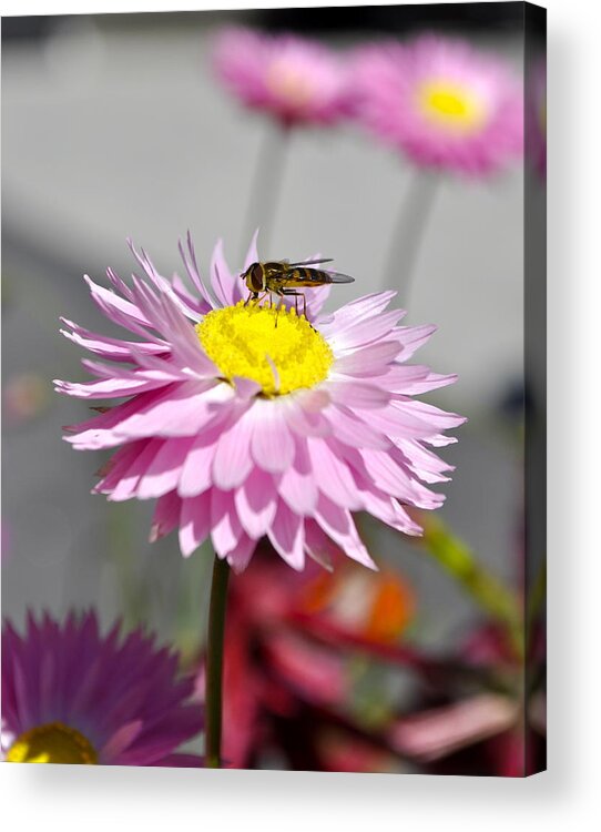 Nature Acrylic Print featuring the photograph Pollination by Cathy Mahnke