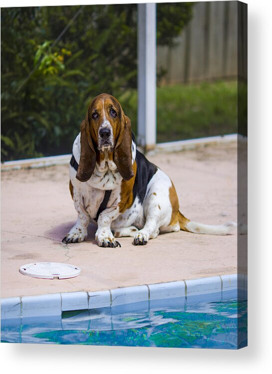 Water Acrylic Print featuring the photograph Pool Side Basset by Stephen Brown