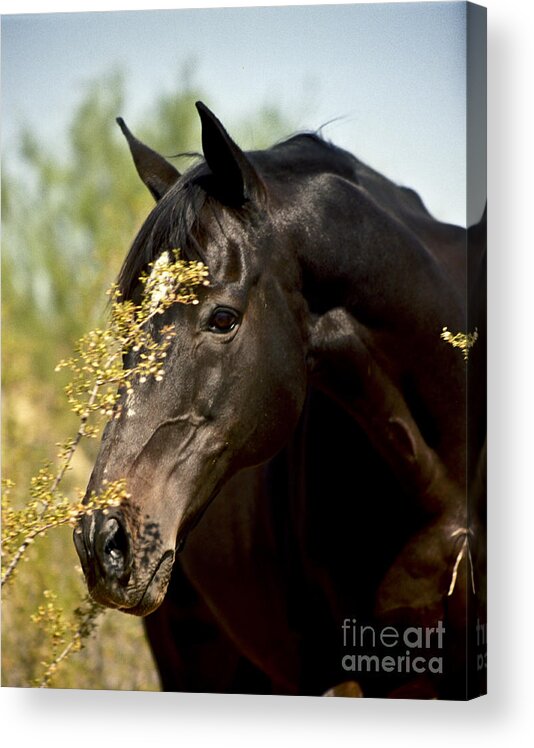 Horse Acrylic Print featuring the photograph Portrait of a Thoroughbred by Kathy McClure