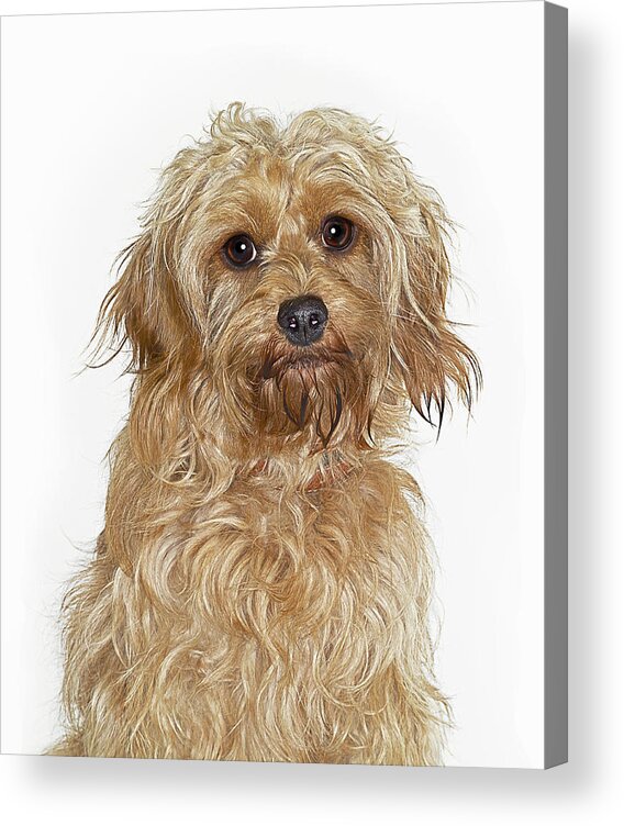 Pets Acrylic Print featuring the photograph Portrait Of Cockapoo Dog by Gandee Vasan