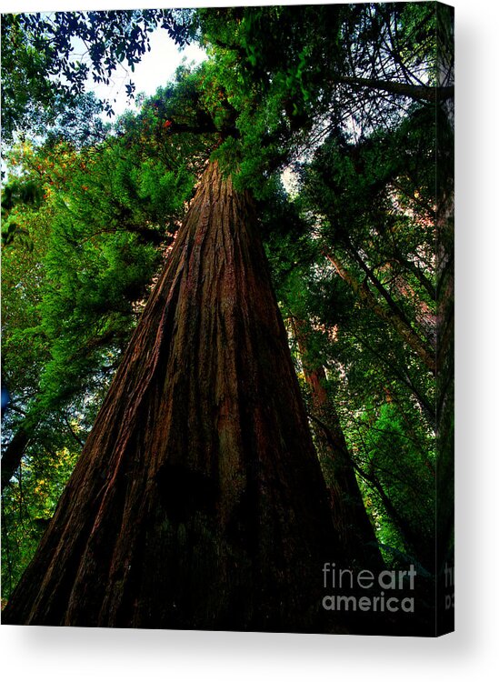 Redwood Trees Acrylic Print featuring the photograph Prairie Creek Redwoods State Park 13 by Terry Elniski