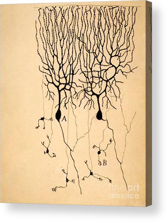 Purkinje Cells Acrylic Print featuring the photograph Purkinje Cells by Cajal 1899 by Science Source
