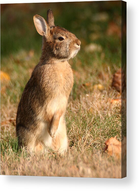 Wildlife Acrylic Print featuring the photograph Rabbit Standing in the Sun by William Selander