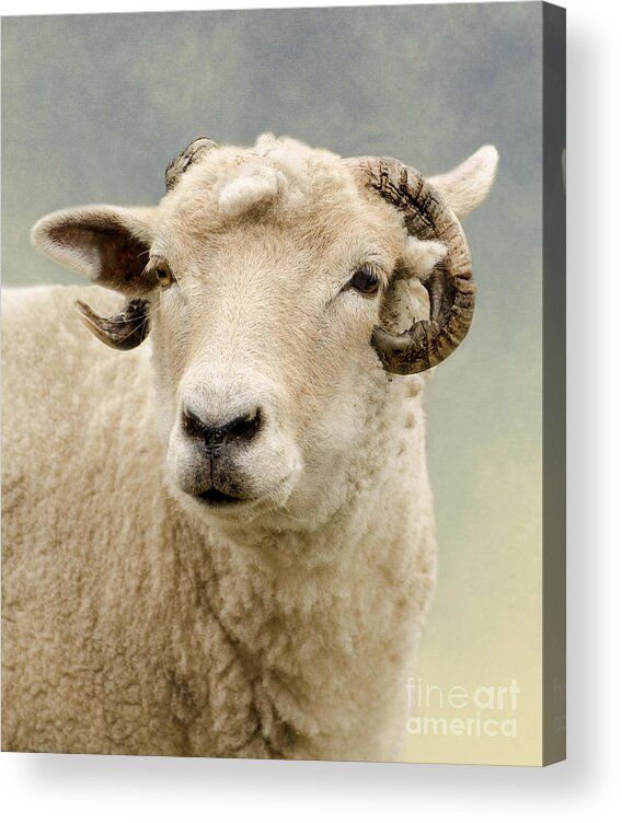 Animal Acrylic Print featuring the photograph Ram by Linsey Williams
